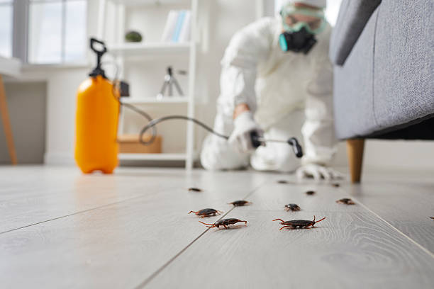 Commercial Kitchen Cockroach Control in St. Cloud